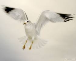 tanie ubezpieczenie Piła