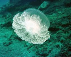 Pila tanie ubezpieczenia