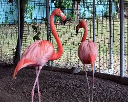 ubezpieczenie PZU Piła cena