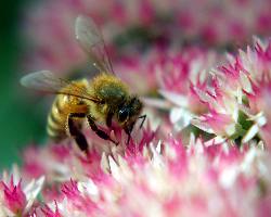 Piła ubezpieczenie domów