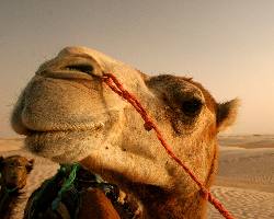 ubezpieczenie PZU Piła cena