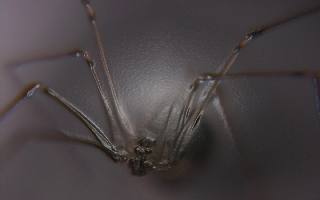 Pila ubezpieczenie rolincze