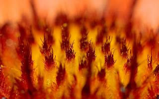 Pila ubezpieczenie rolnikow