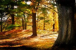 ubezpieczenie rolników w Pile