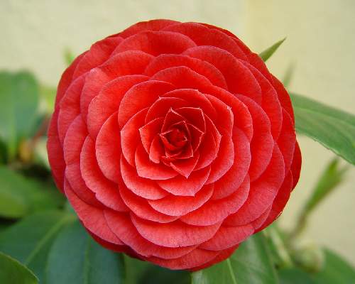 Piła ubezpieczenia AC