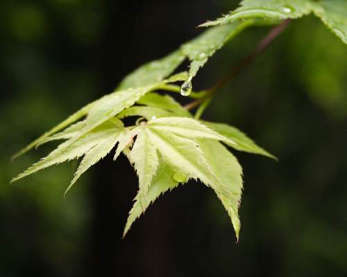 Piła ubezpieczenie rodzinne