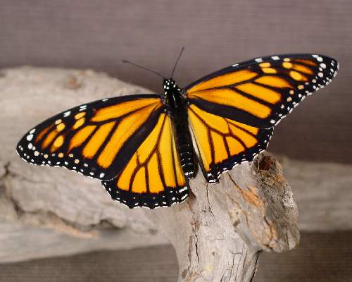 ubezpieczenia AC Pila