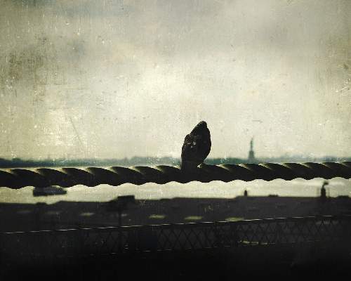 ubezpieczenia rolincze Pila