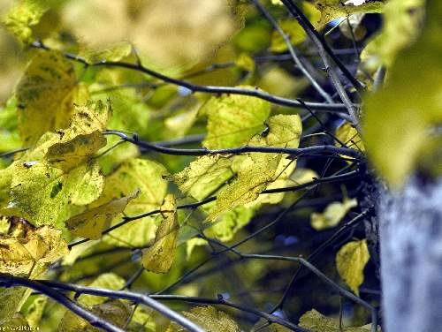 Piła ubezpieczenia grupowe pracowników