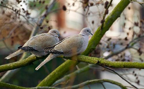 Biuro ubezpieczeń Pzu Piła