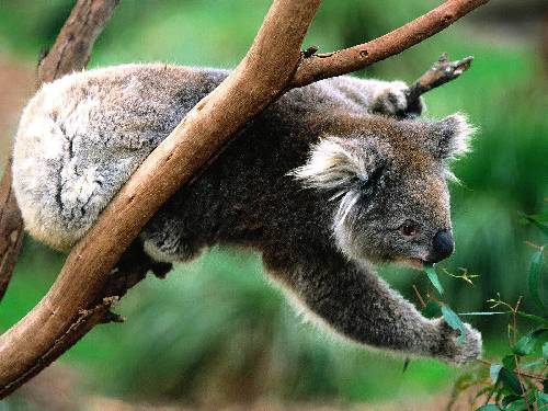 ubezpieczenie Pila tanio