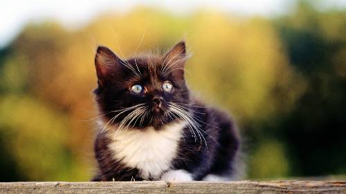 ubezpieczenie Pila tanio