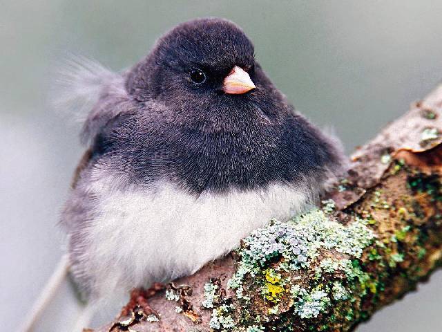 Piła ubezpieczenia OC