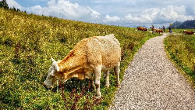 Pila ubezpieczenia PZU